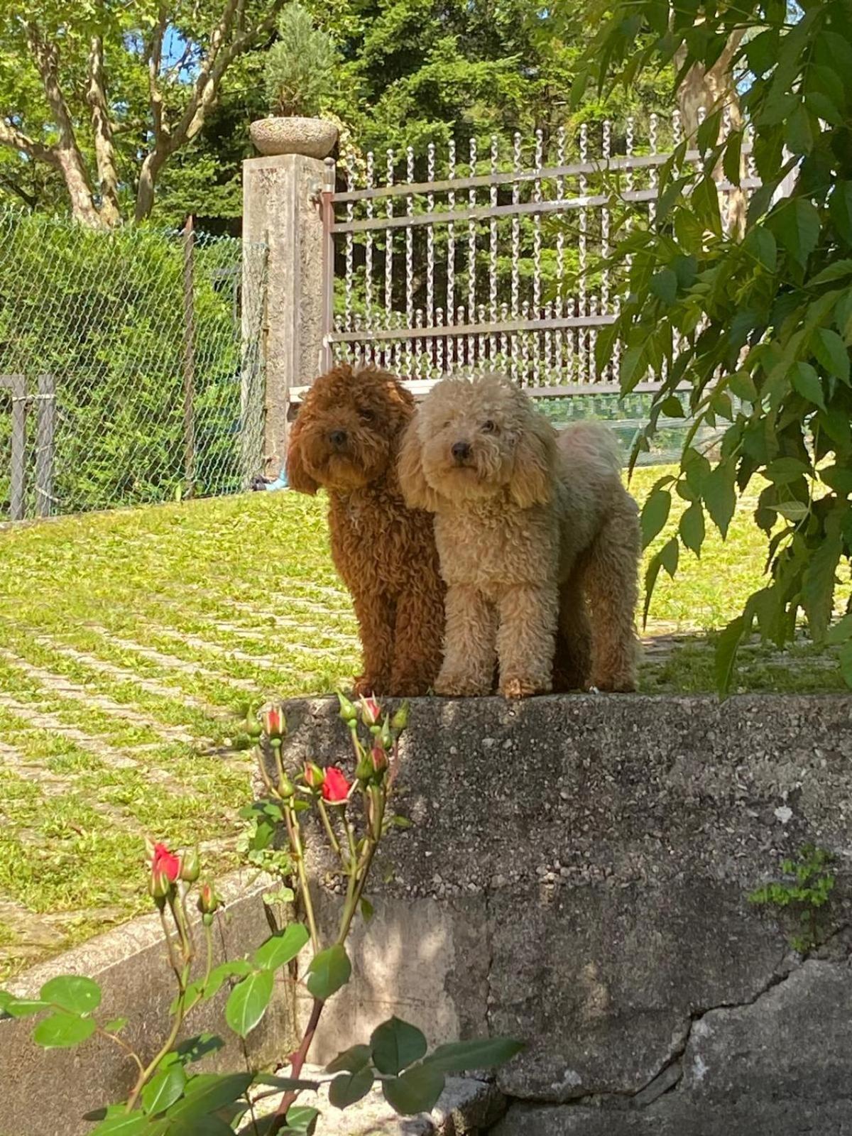 Apartament Casa Bosco Levico Terme Zewnętrze zdjęcie
